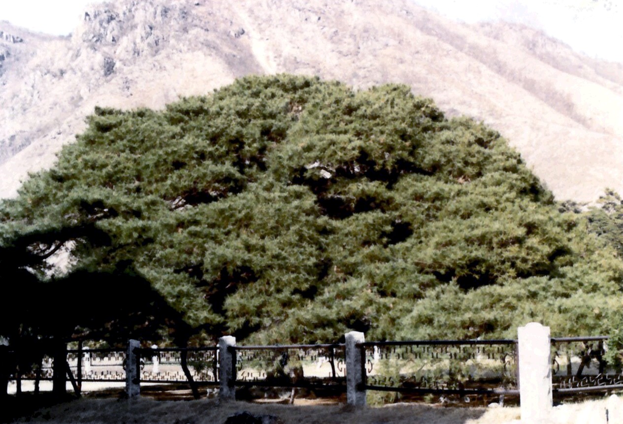 [천연기념물  180호] 청도 운문사 처진소나무