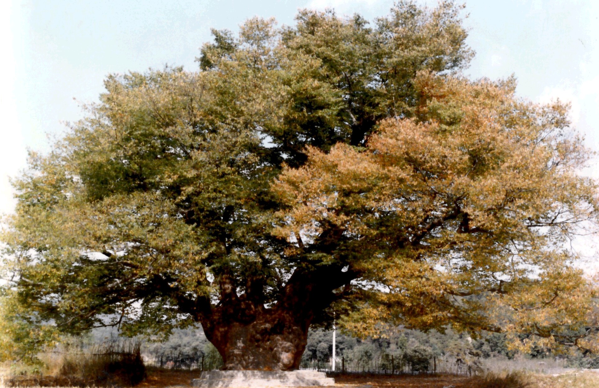 [천연기념물  273호] 영풍 단촌리 느티나무
