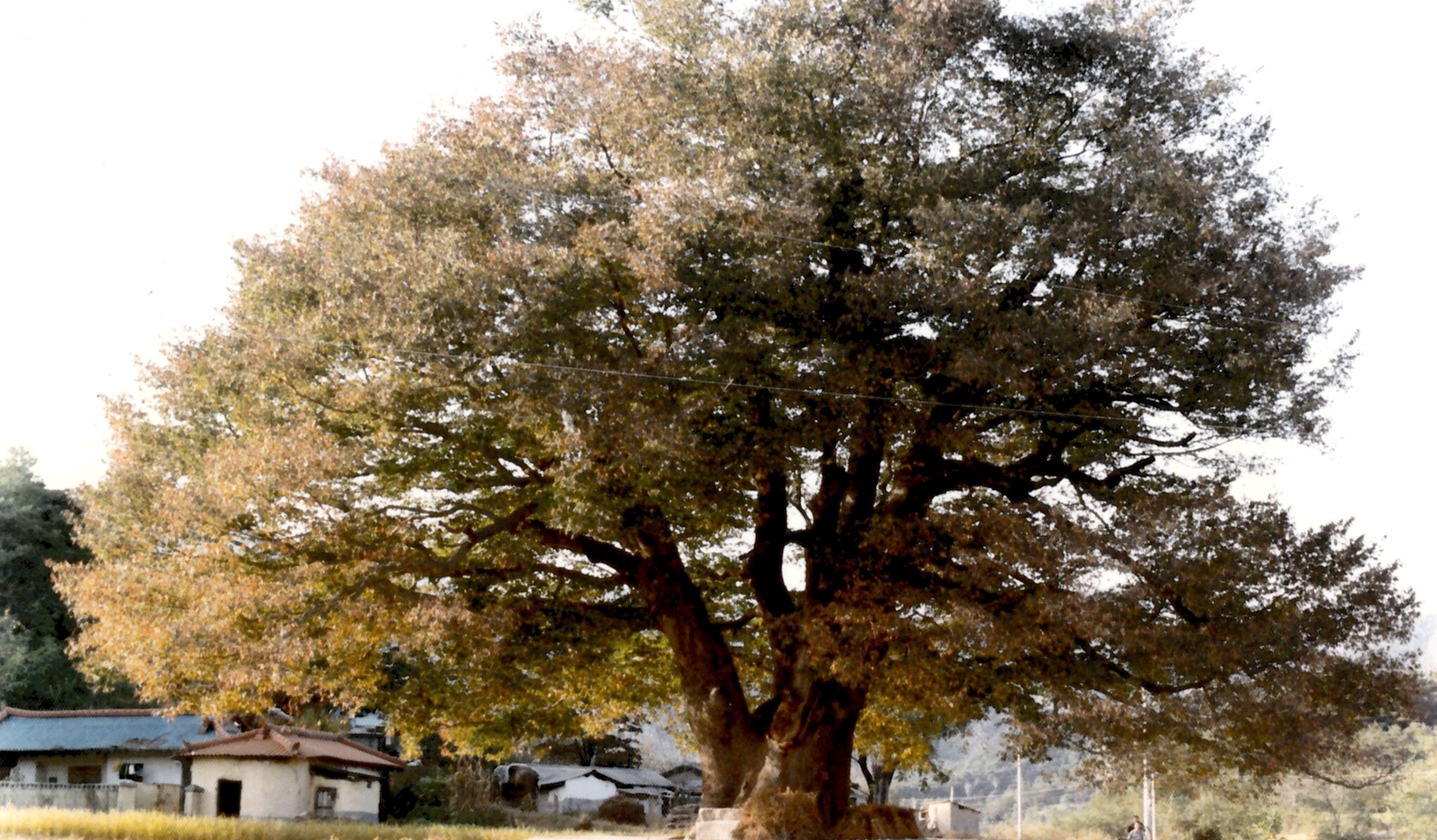 [천연기념물  274호] 영풍 태장리 느티나무