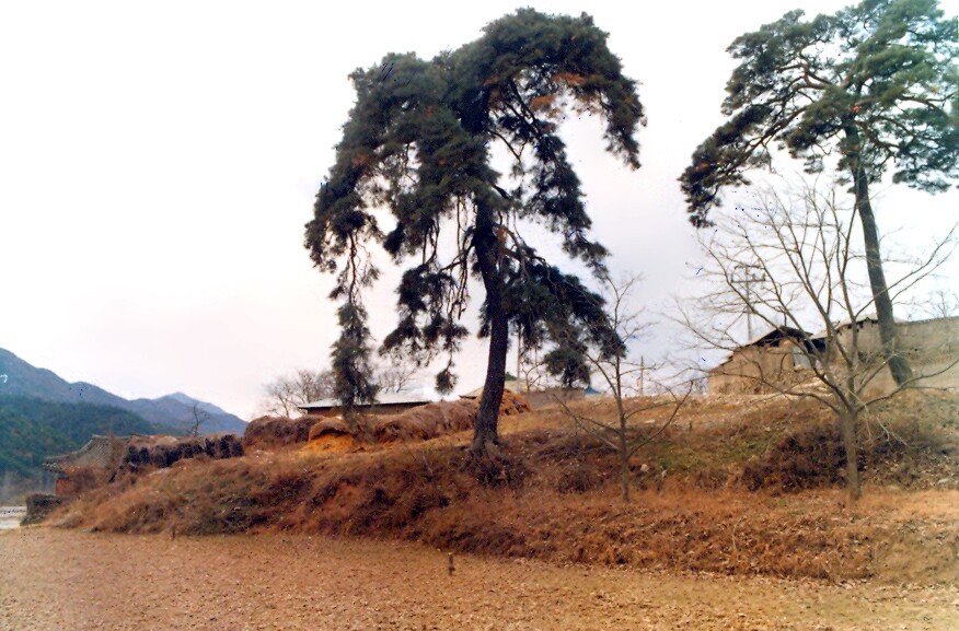 [천연기념물  295호] 청도 동산리 처진소나무