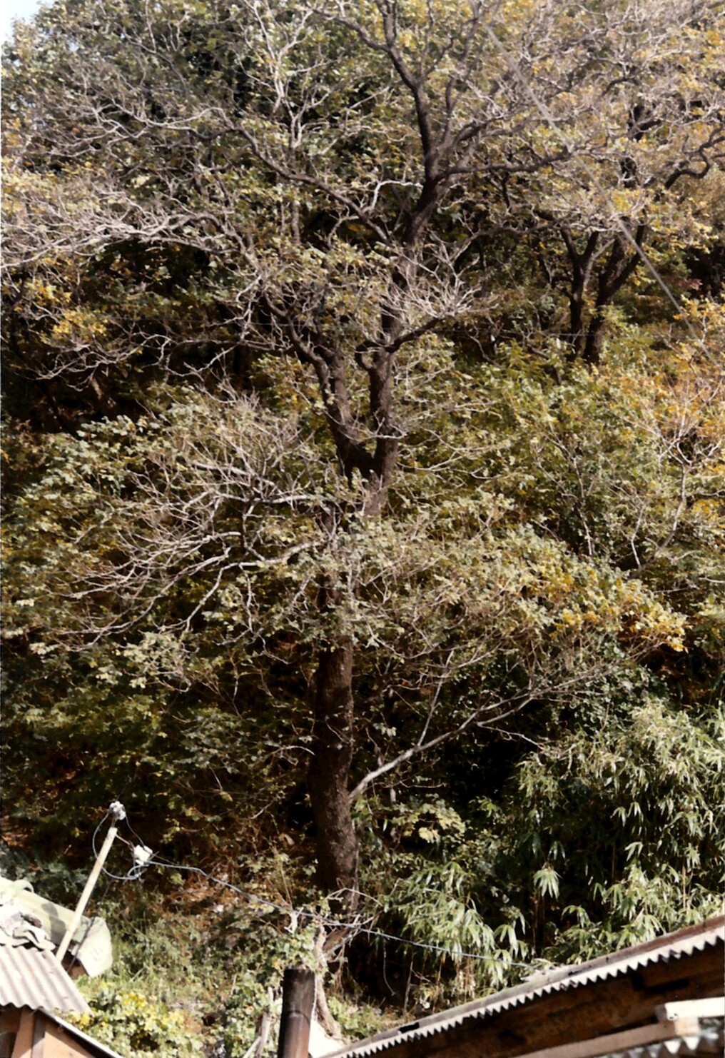 [천연기념물  371호] 포항 발산리 모감주나무와 병아리꽃나무 군락