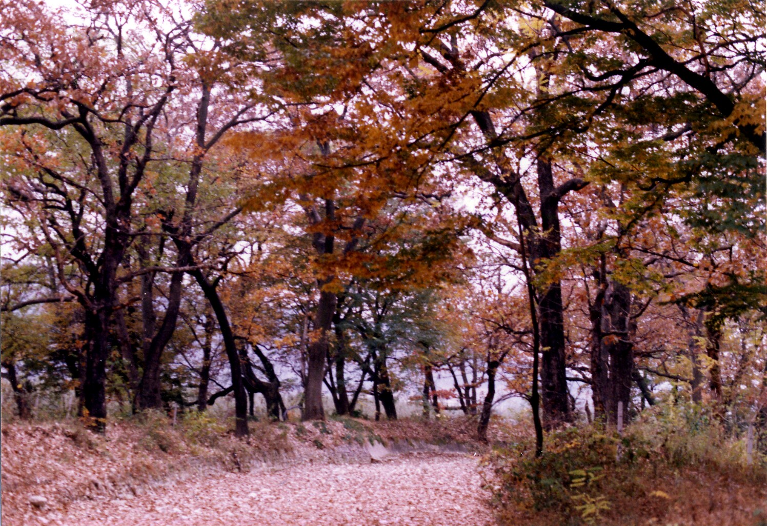 [천연기념물  405호] 의성 사촌리 가로숲