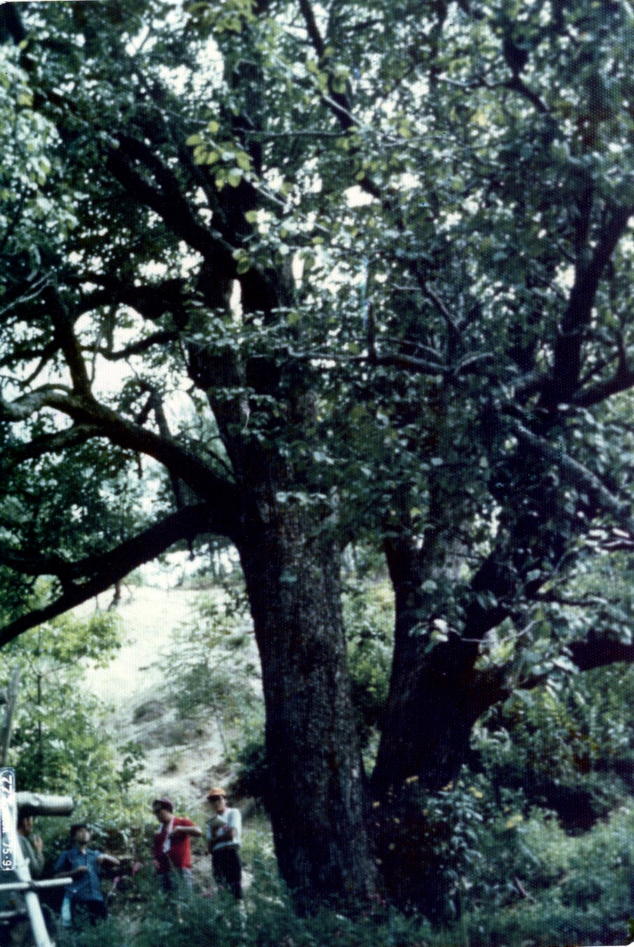[천연기념물  408호] 울진 쌍전리 산돌배나무