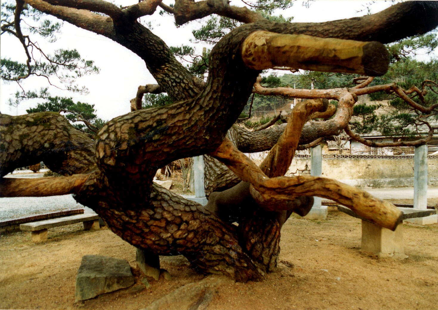 [천연기념물  426호] 문경 대하리 소나무