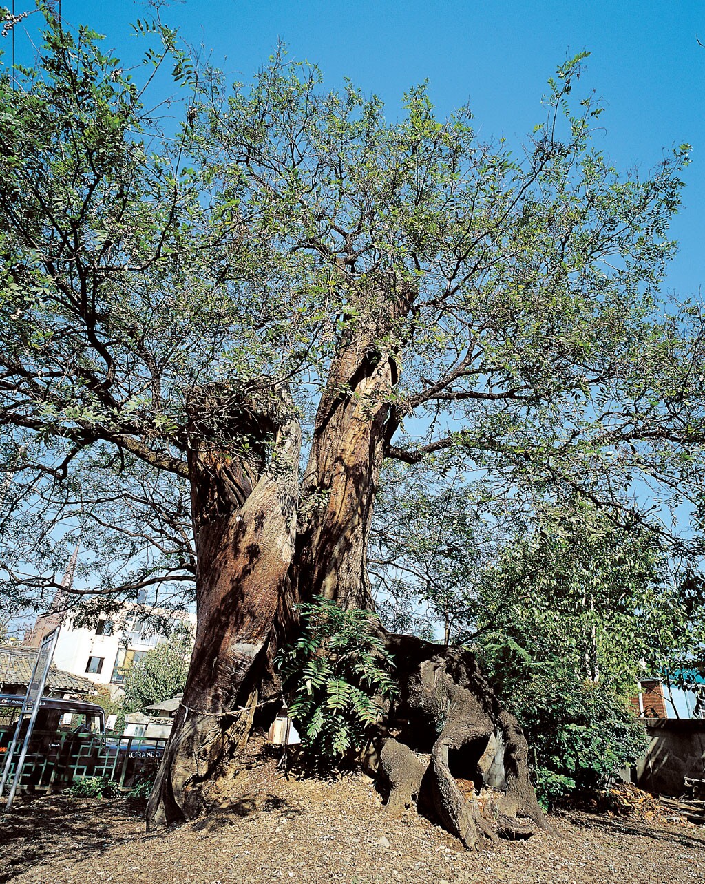 [기념물  2호] 의성읍 도서동의 회나무