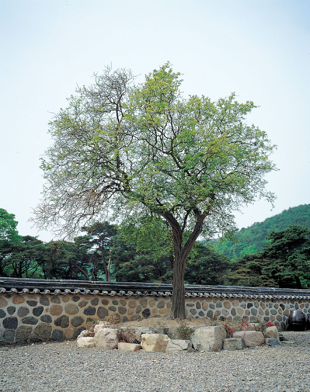 [기념물  11호] 보경사의 탱자나무