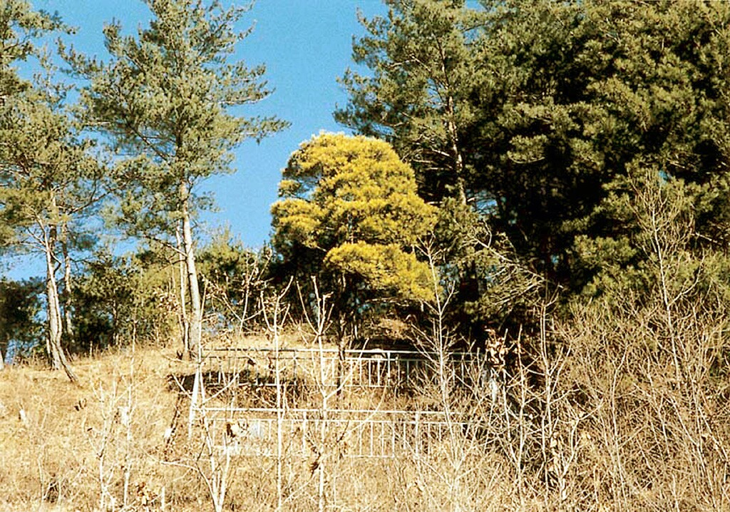 [기념물  151호] 울진 주인리의 황금소나무