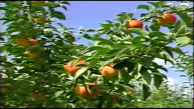 사과 우량묘목 생산기술 1