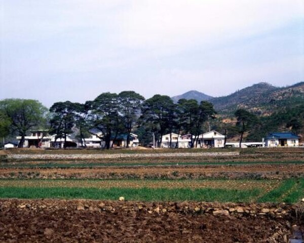 농촌 새마을(주택개량). 1981