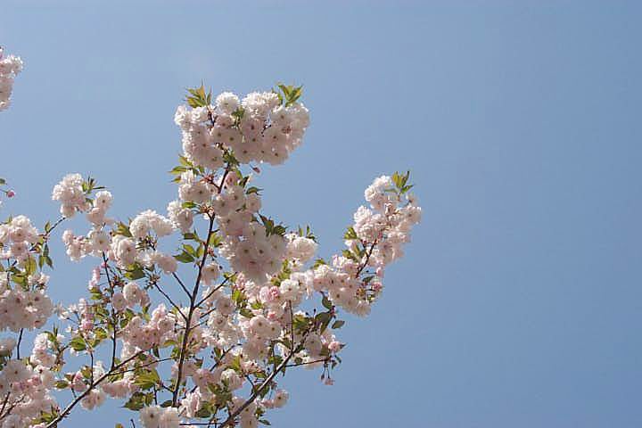 왕벚나무