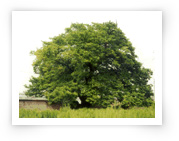 Provincial Tree - Zelcova Tree