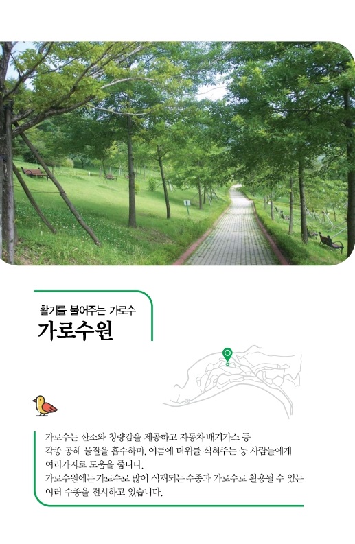 느티나무
