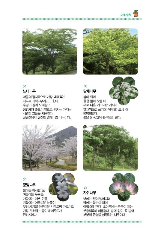 이팝나무