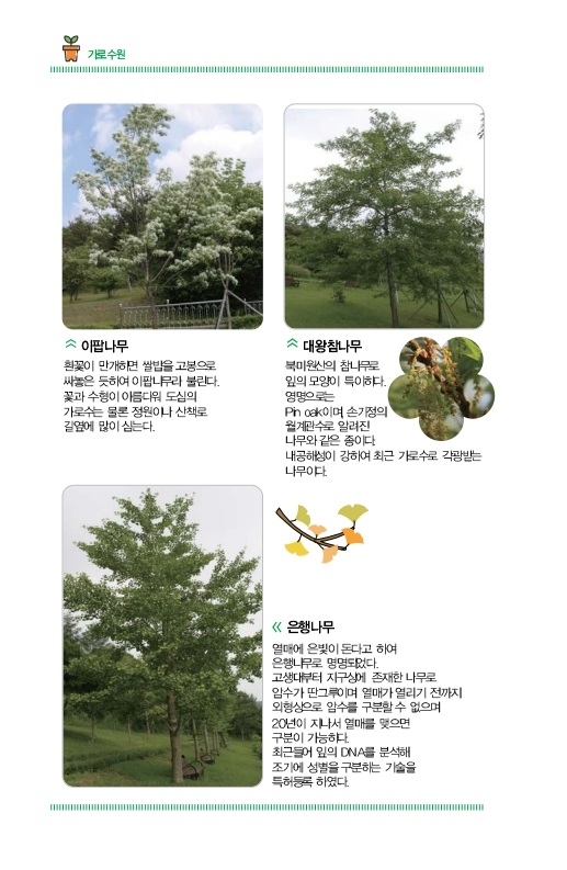 왕벚나무