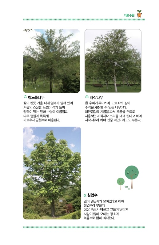 자귀나무