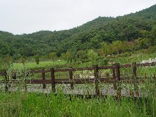 [여름] 소득형 생태숲 연못위의 다리