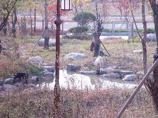 [가을] 야생동물보호센터의 염소