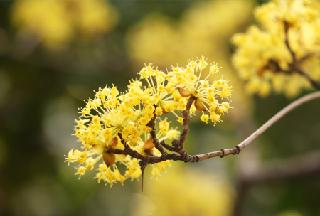 慶北祭りが慶北観光の春を花咲かせる！