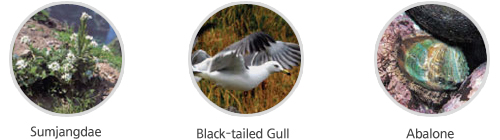 Sumjangdae,Black-tailed Gull,Abalone